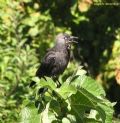 Corvus monedula
